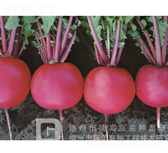 �tƤ�}��-�t��1̖-�}���N��-�¸߷N�I(y��)