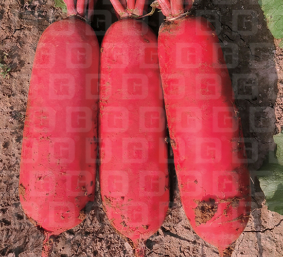 �tƤ�}��-�¸�RS19-�}���N��-�¸߷N�I(y��)