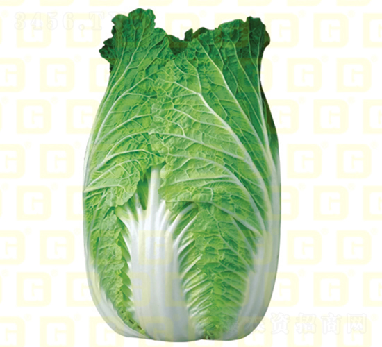 ������ײ�-�¸�7̖(h��o)-��ײ˷N��-�¸߷N�I(y��)