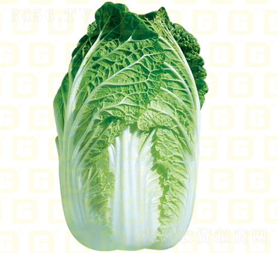 ������ײ�-�¸߸�ɽ��-��ײ˷N��-�¸߷N�I(y��)