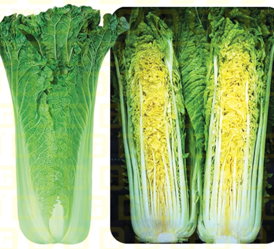 �����~���-�¸����A58-��ײ˷N��-�¸߷N�I(y��)