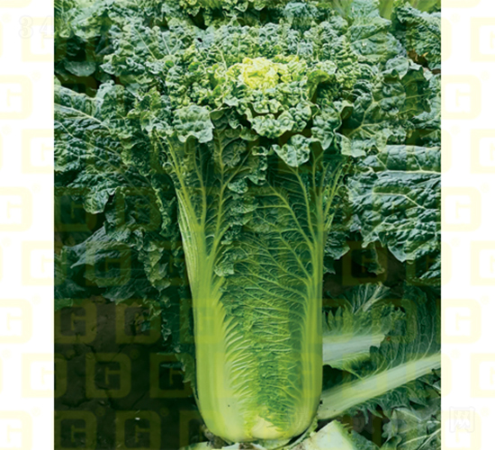 �����~�(l��i)��-�¸�707-��ײ˷N��-�¸߷N�I(y��)