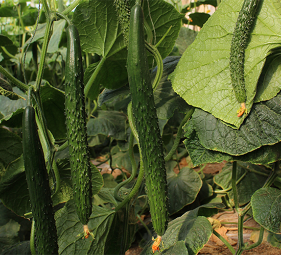 �д�736B-�S�ϷN��-����