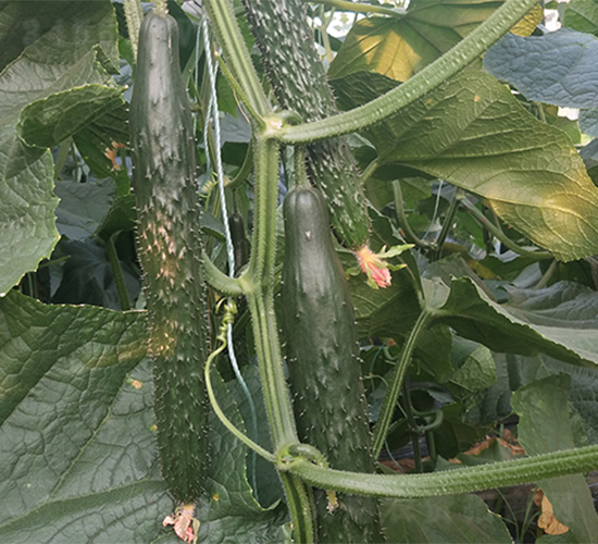 �д�736-�S�ϷN��-����