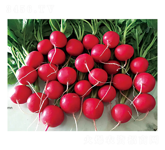 �t��ʯ-�}���N��-�c�l(f��)��ʢ