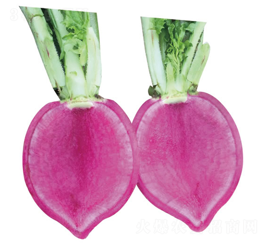 �ϵ�-�}���N��-�c�l(f��)��ʢ