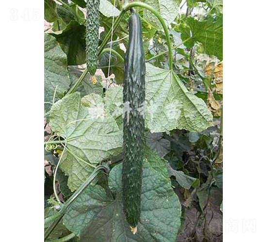 ����615-4-�S�ϷN��-���зN��