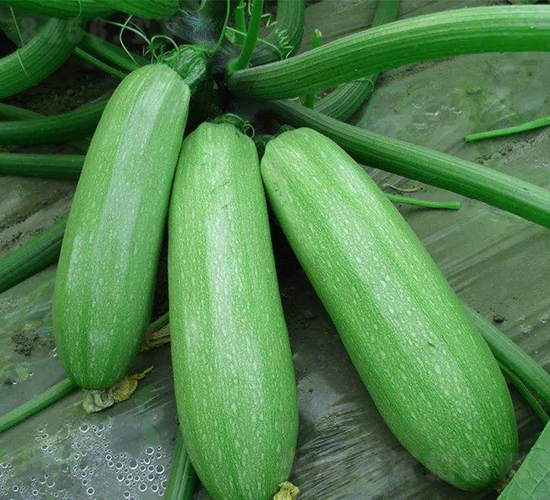 Խ�ľG��120-�����J�N��-����