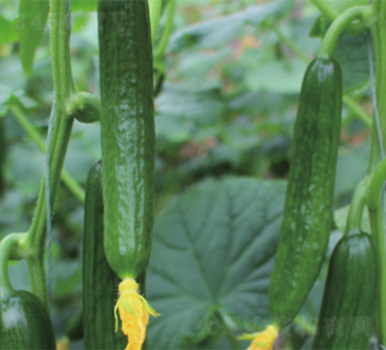 �y(t��ng)һ808-�S�ϷN��-����