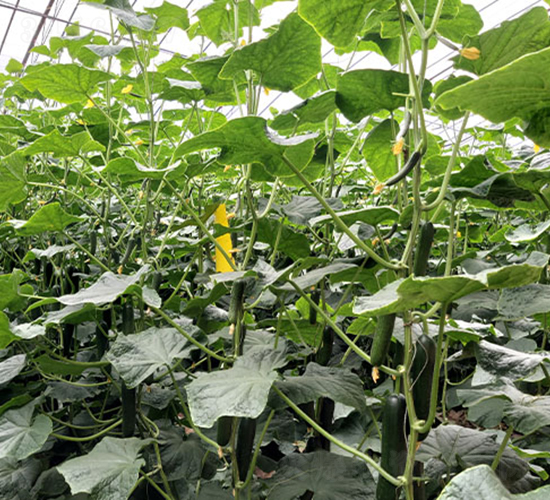 ����-�S�ϷN��-����