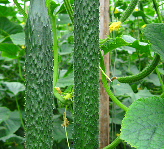 �д�736A-�S�ϷN��-����