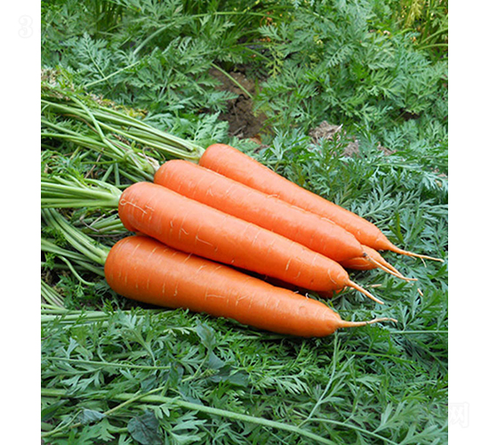 �����أ�55-205��-�}���N��-���r�r�I(y��)