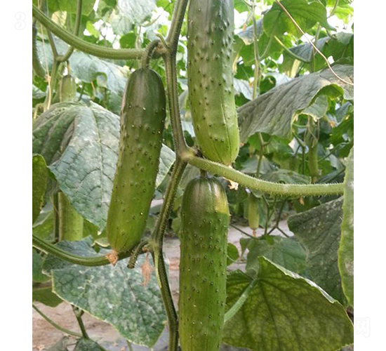 �T�S6̖-�S�ϷN��-���r(n��ng)�r(n��ng)�I(y��)