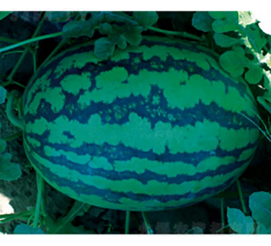 ���׊WCT302-���ϷN��-�r(n��ng)�ƷN��