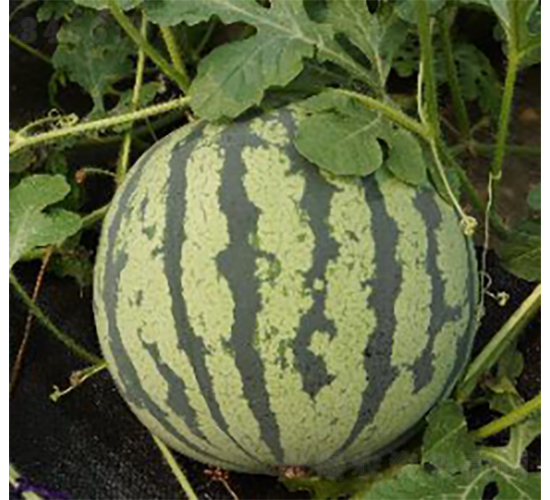 �꿹988-���ϷN��-�r�ƷN��