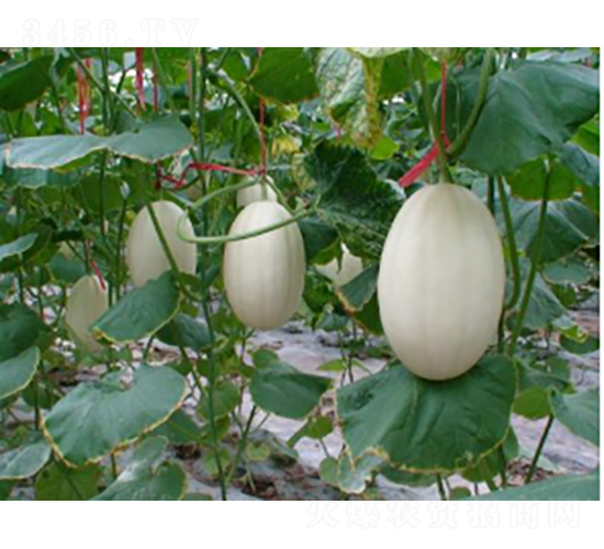 �|����һ̖-���ϷN��-�r(n��ng)�ƷN��