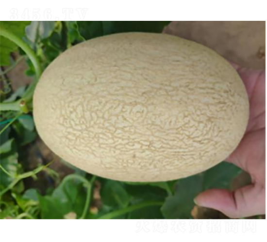 ������9̖(h��o)-���ϷN��-�r(n��ng)�ƷN��