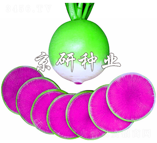 ���M�üt��������-�}���N��-���зN�I(y��)