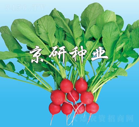 ���мt����-�}���N��-���зN�I(y��)