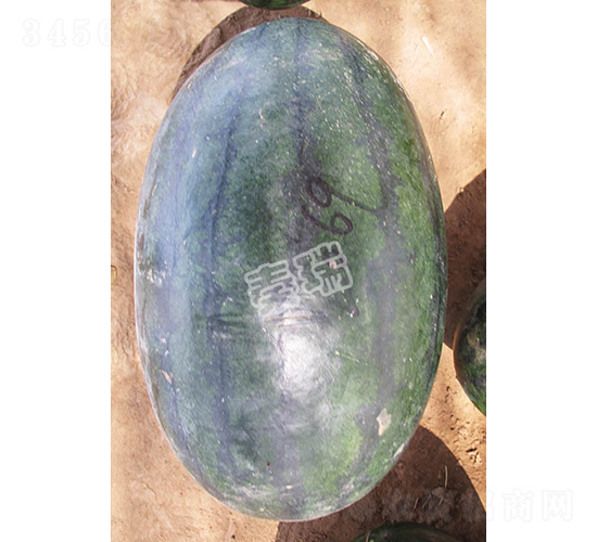 ���������-���ϷN��-����