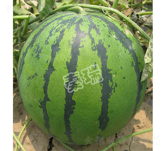 �����̖-���ϷN��-����