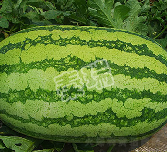 �߿���̖(h��o)-���ϷN��-����