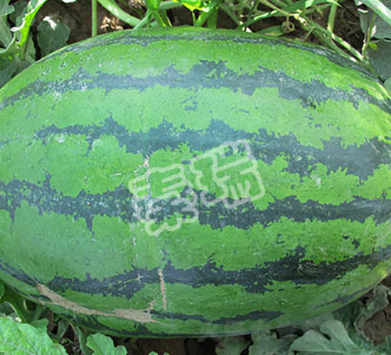 �ؿ���̖(h��o)-���ϷN��-����