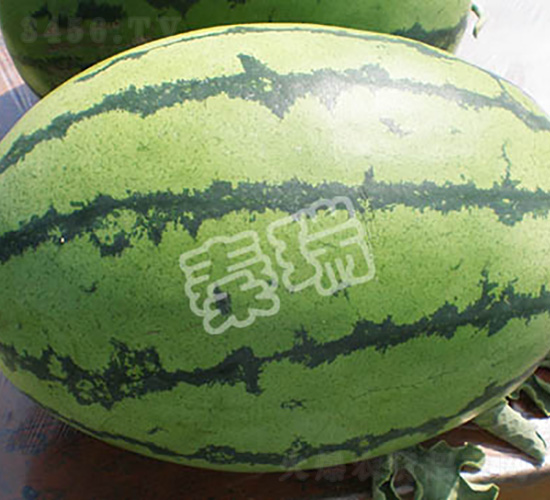 �������-���ϷN��-����