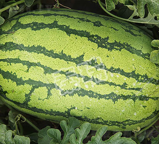 �p����̖(h��o)-���ϷN��-����