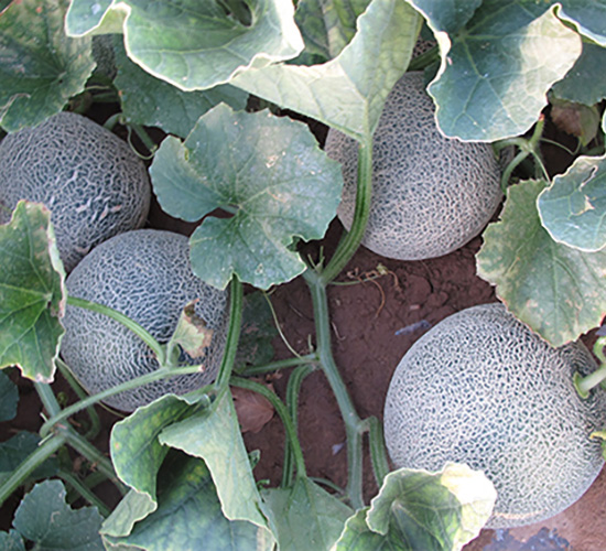 ���ی�-��ϷN��-����