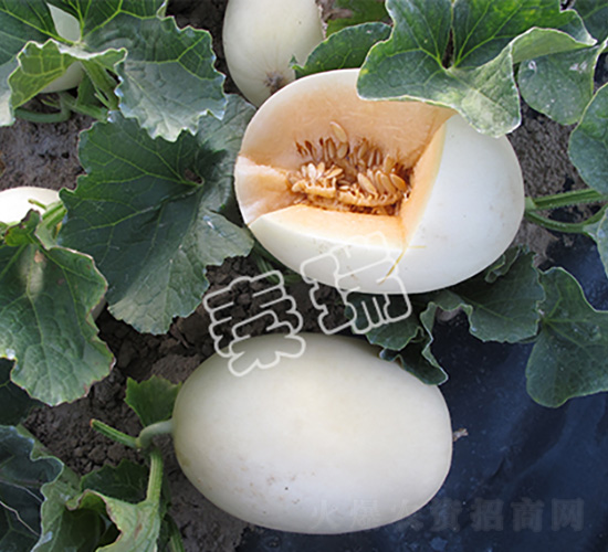 �������2̖-��ϷN��-����