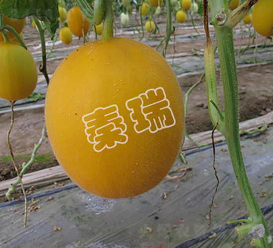 ����tһ̖-��ϷN��-����