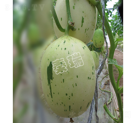 �������-��ϷN��-����