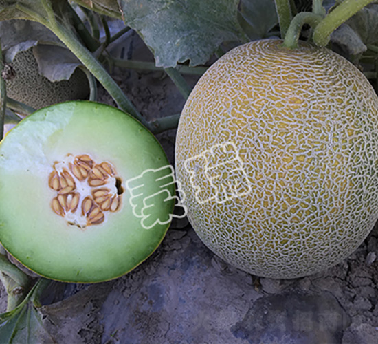 �G���2̖(h��o)-��ϷN��-����