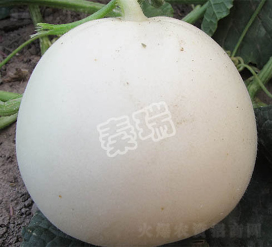 �����̖-��ϷN��-����