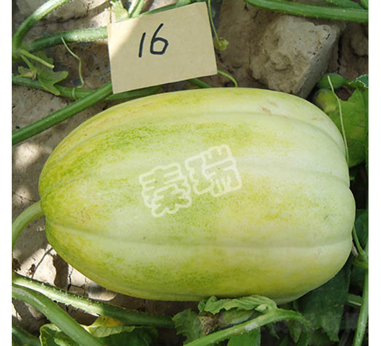 ������̖-��ϷN��-����