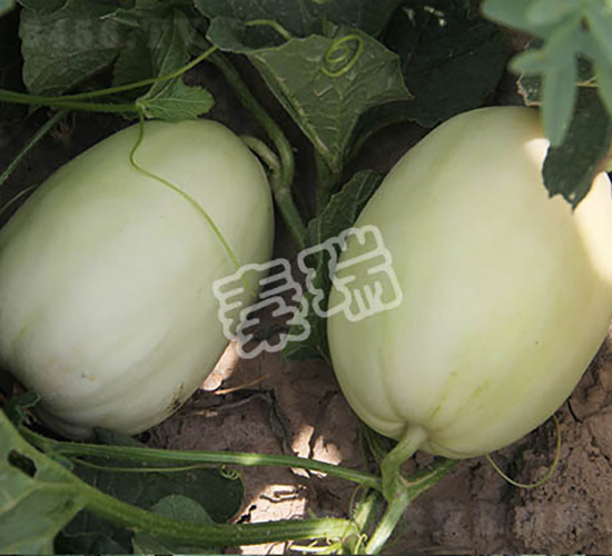 ������̖(h��o)-��ϷN��-����