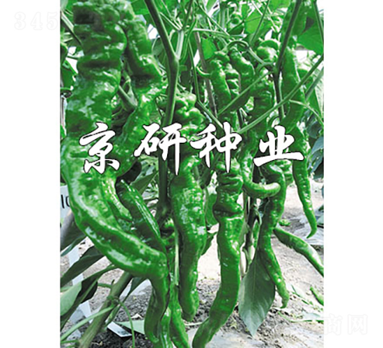 �ݽz�����F1-�����N��-���зN�I(y��)