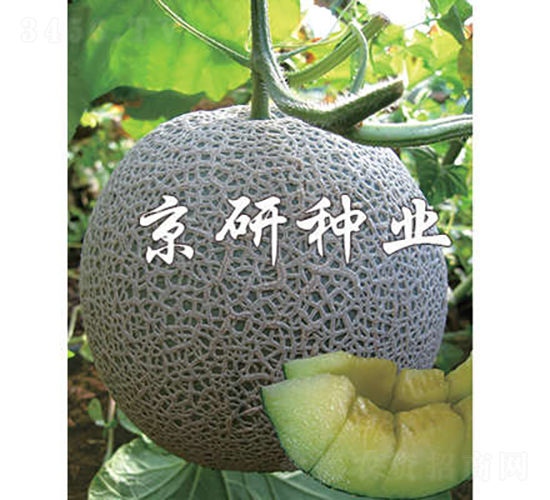 ����5̖(h��o)-��ϷN��-���зN�I(y��)