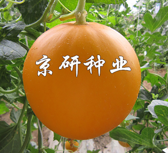 ����ɯ��2̖-��ϷN��-���зN�I(y��)