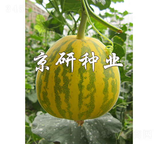 ����826-3-��ϷN��-���зN�I(y��)