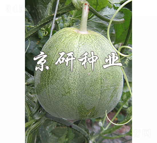 ����848-2-��ϷN��-���зN�I(y��)