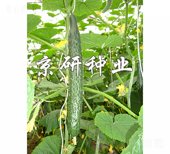 ���ж���1568-�S�ϷN��-���зN�I(y��)