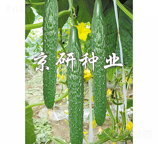 ����108-�S�ϷN��-���зN�I(y��)