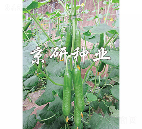 �G���`5̖-�S�ϷN��-���зN�I(y��)