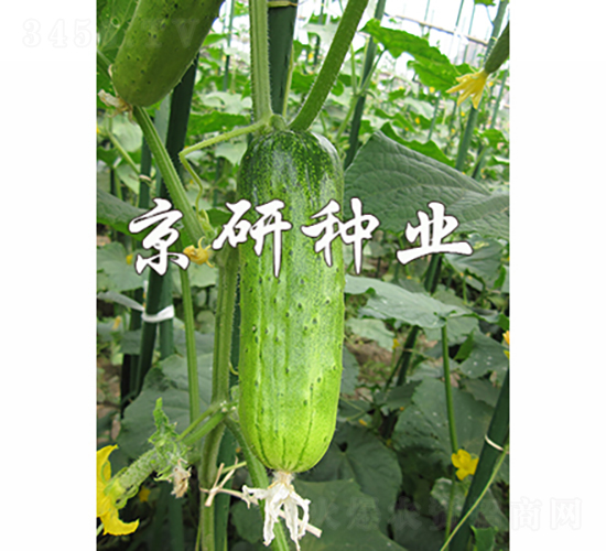 ���оG�ᭇ-�S�ϷN��-���зN�I(y��)