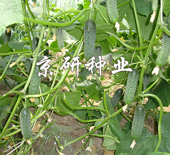 ������n�S��1592-�S�ϷN��-���зN�I(y��)