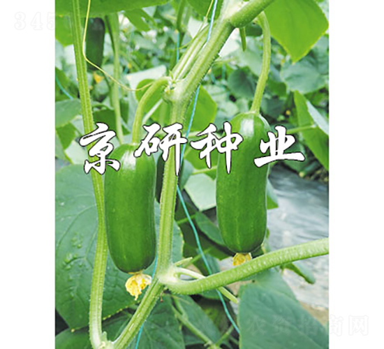 �G���`12̖-�S�ϷN��-���зN�I(y��)