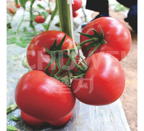 ��̩-���ѷN��-��������