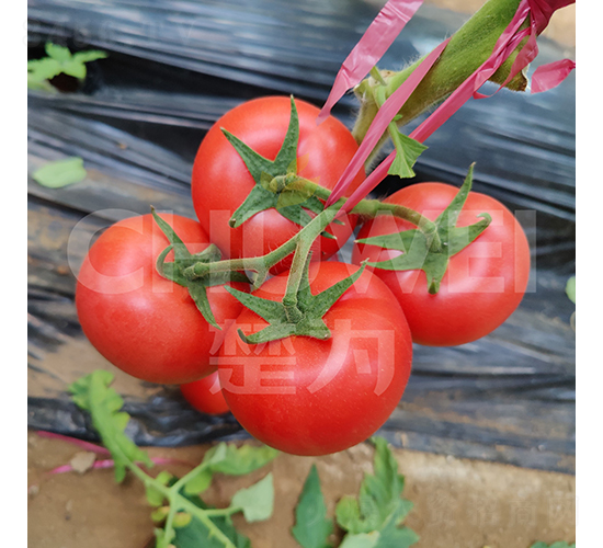 �f(w��n)��211-���ѷN��-��������